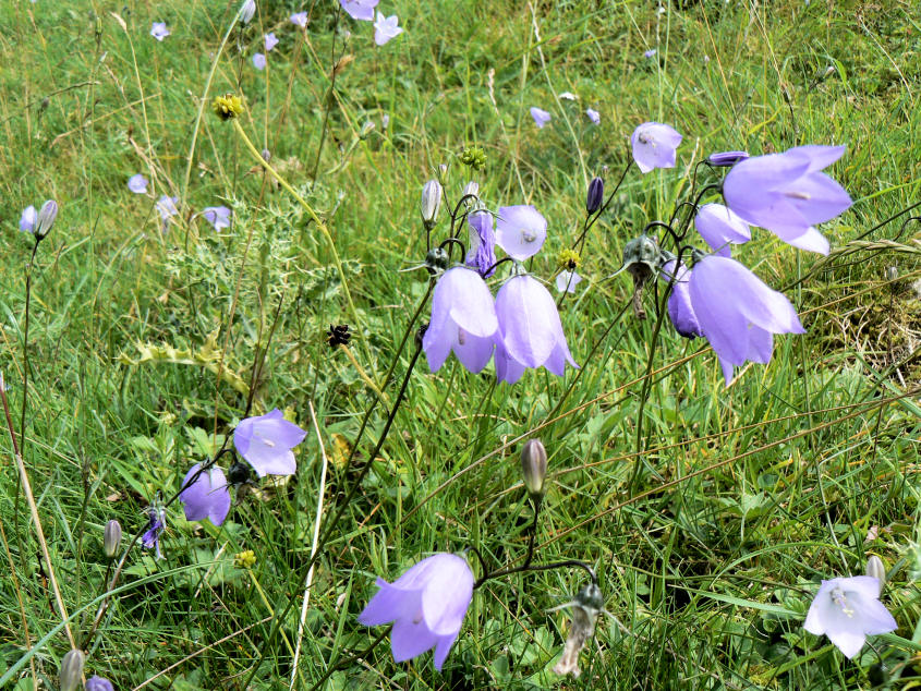 Harebells Harebells